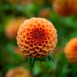 Sesja relaksacyjna stacjonarnie z Agnieszką. Czas trwania: 1 h.