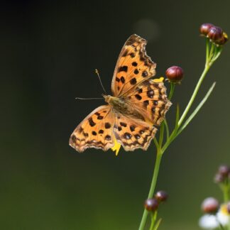 Sesja hipnoterapii online z Agnieszką. Czas trwania: 2 h.