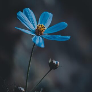 Sesja hipnoterapii online z Katarzyną. Czas trwania: 2 h.