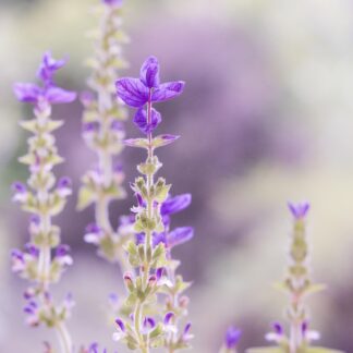 Sesja relaksacyjna online z Agnieszką. Czas trwania: 1 h.